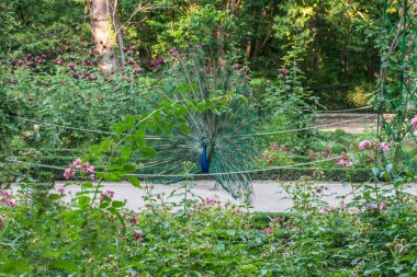 Parkta açık kuyruklu güzel ve renkli bir tavus kuşu