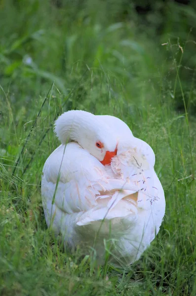 Velká Bílá Labuť Trávě Spí — Stock fotografie