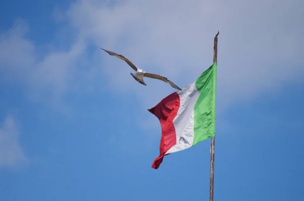 patriotic seagull flying behind an italian flag