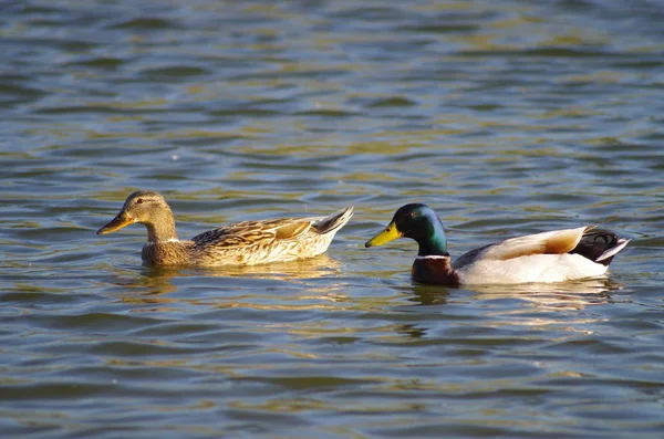 Dos Patos Vagando Río Atardecer — Foto de Stock