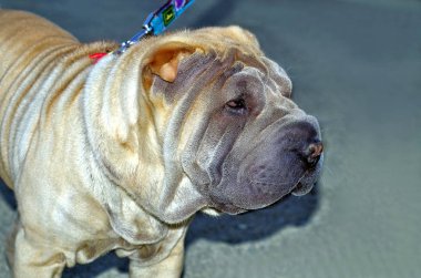 Shar pei yan görünüm