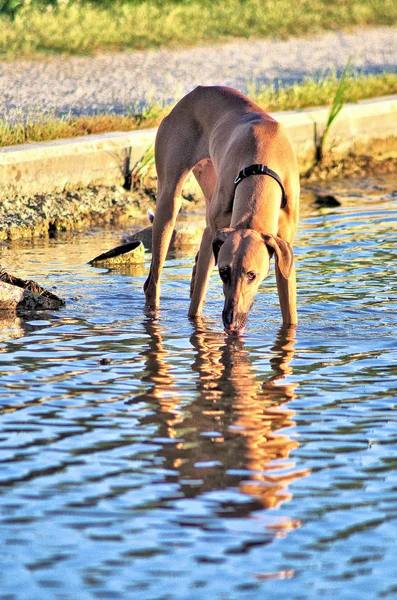 Windhund Trinkt Seewasser — Stockfoto