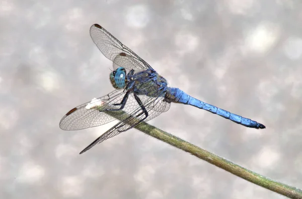 Closeup View Azure Dragonfly — Stock Photo, Image