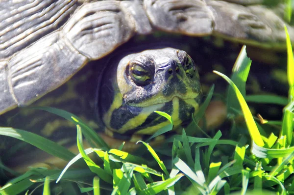 Closeup View Tortoise Head — Stock Photo, Image