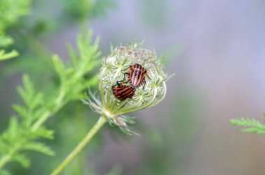iki Graphosoma lineatum bir bitki üzerinde