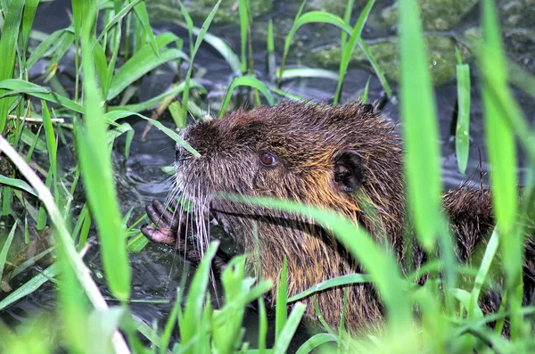 Pandangan Closeup Dari Nutria Berenang Sungai — Stok Foto