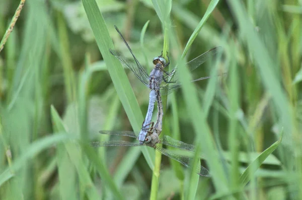 Pair Blue Dragonflies Having Sex — Stock Photo, Image