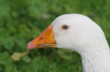 beyaz kaz sol profili