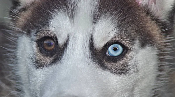 close view of dog face with different color eyes