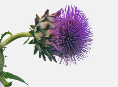 beyaz bir arka planda izole Mor çiçek görünümünü kapat
