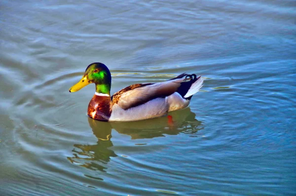 Renkli Bir Ördek Suda Önden Görünümü — Stok fotoğraf
