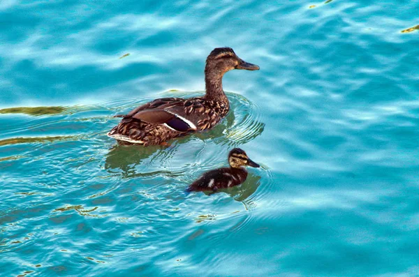 Dos Patos Nadando Río — Foto de Stock