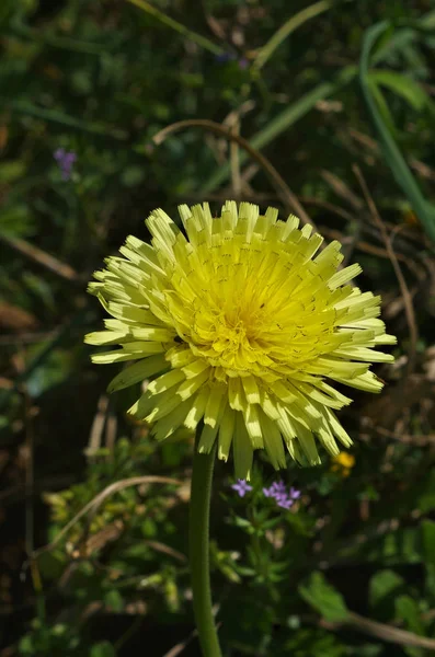 Yellow flower closeup — Stock Photo, Image