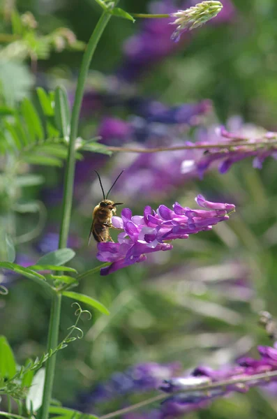 Μια Μέλισσα Πίσω Από Ένα Λουλούδι Που Μοιάζει Αντιαεροπορικό Στρατιώτη — Φωτογραφία Αρχείου