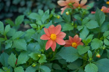 Şehrin çiçeklenir. Çiçek çiçek yatak ve bahçeler.
