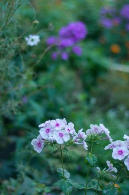 Şehrin çiçeklenir. Çiçek çiçek yatak ve bahçeler.
