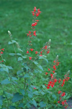 Şehrin çiçeklenir. Çiçek çiçek yatak ve bahçeler.