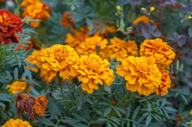 Şehrin çiçeklenir. Çiçek çiçek yatak ve bahçeler.