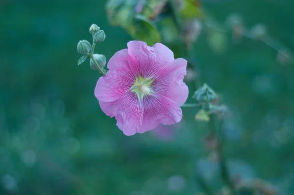 Blumen Der Stadt Blumen Auf Den Beeten Und Gärten — Stockfoto