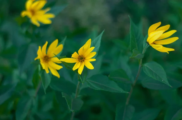 Flowers City Flowers Flower Beds Gardens — Stock Photo, Image