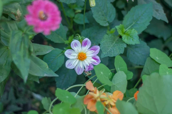 Bloemen Stad Bloemen Bloemperken Tuinen — Stockfoto