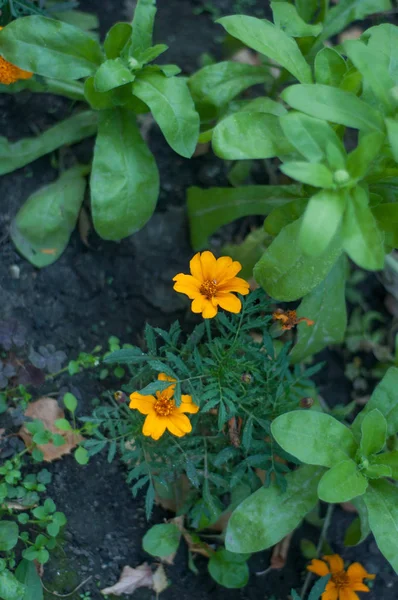 在城市的花朵 花床和花园里的花朵 — 图库照片