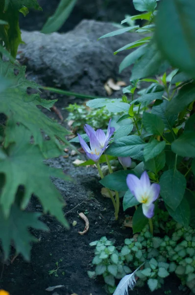 Bloemen Stad Bloemen Bloemperken Tuinen — Stockfoto