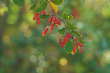Çilek ağacı üzerinde. Güneş ışığı.