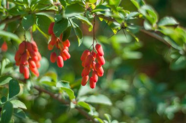 Çilek ağacı üzerinde. Güneş ışığı.