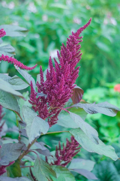 Şehrin çiçeklenir. Çiçek çiçek yatak ve bahçeler.