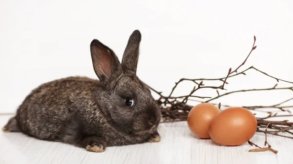 Easter Egg Takken Een Konijn Een Witte Achtergrond Zijaanzicht — Stockfoto