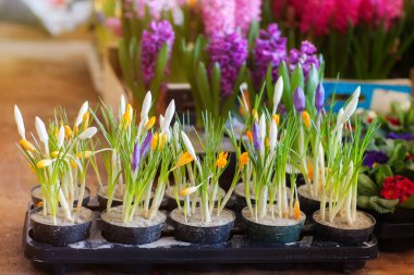 Çiçek açan sümbül ve Çiğdem nakli için saksı içinde. Çiçekçilik, bahçecilik.