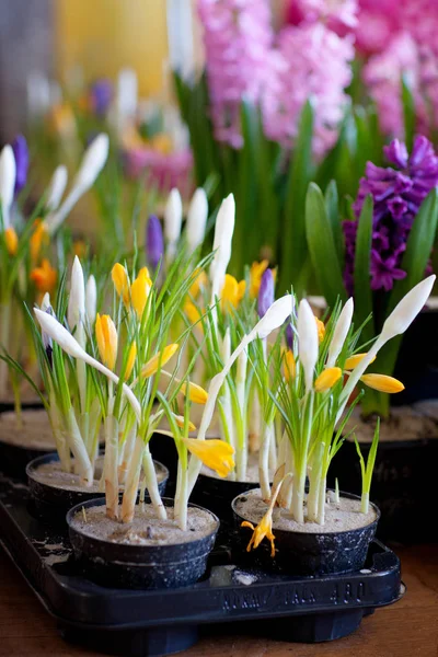 Kvetoucí hyacint a šafrán v květináčů k přesazení. Květinářství, zahradnictví. — Stock fotografie