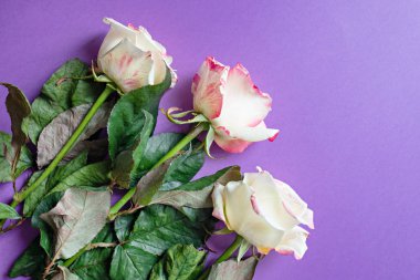 Festival çiçek İngilizce kompozisyon mor bir arka plan üzerinde yükseldi. Üstten Görünüm, düz yatıyordu. Kopya alanı doğum günü, anne, Sevgililer, kadın, düğün günü kavramı