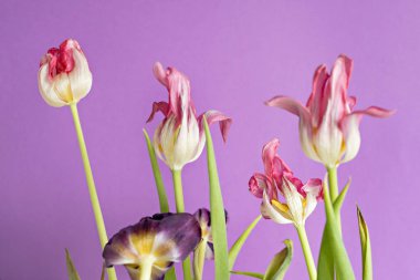 Mor bir arka plan üzerinde pembe laleler eski kurutulmuş