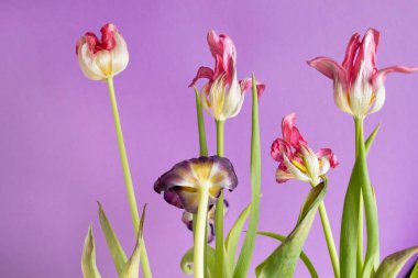 Mor bir arka plan üzerinde pembe laleler eski kurutulmuş