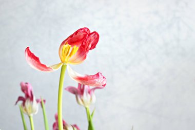 Eski gri arka plan üzerinde Pembe Lale kurutulmuş