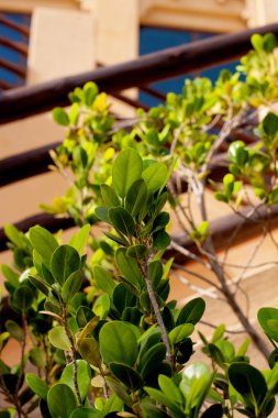 Açık havada bir güneşli gününde closeup egzotik bitki