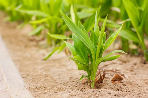 Planta exótica al aire libre en un día soleado, primer plano —  Fotos de Stock