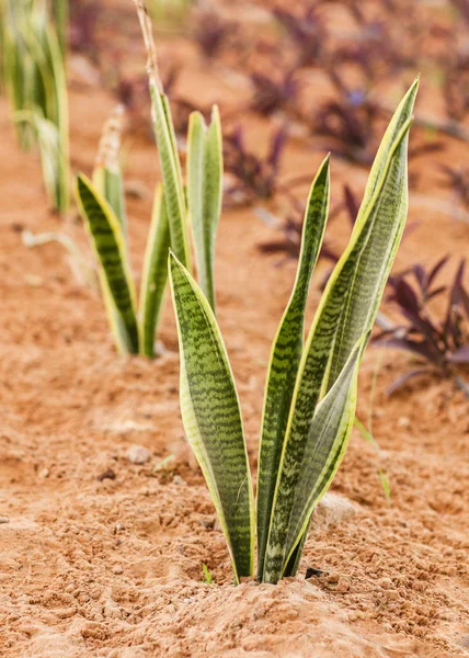 Plante exotique en plein air par une journée ensoleillée, gros plan — Photo