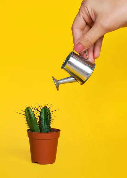 Auf leuchtend gelbem Hintergrund hält eine weibliche Hand eine Gießkanne und gießt einen kleinen dekorativen Kaktus in einen Topf. — Stockfoto