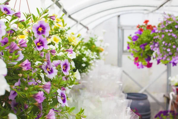 Sale of multi-colored petunias that are grown in the greenhouse. Selective focus. Close-up — Stock Photo, Image