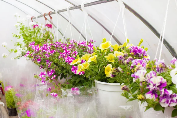 Prodej vícebarevných petunin, které se pěstují ve skleníku. Selektivní zaměření. — Stock fotografie