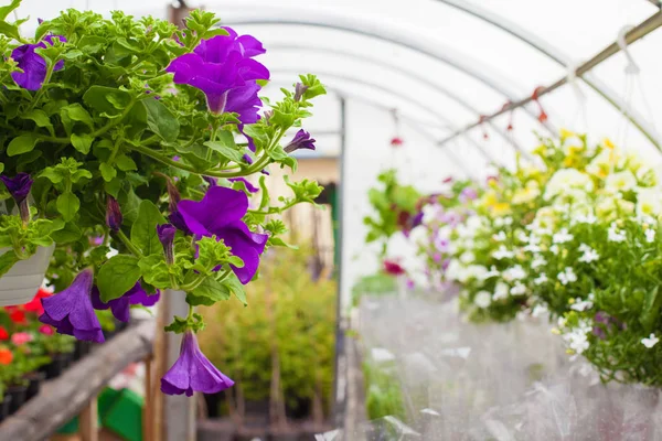 Prodej vícebarevných petunin, které se pěstují ve skleníku. Selektivní zaměření. Close-up — Stock fotografie