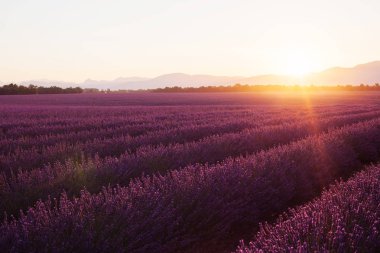 Gün batımında güzel buz gibi tarlalar. Valensole, Provence, Fransa