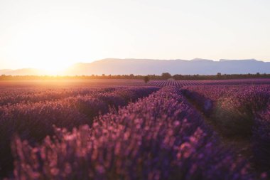 Gün batımında güzel buz gibi tarlalar. Valensole, Provence, Fransa