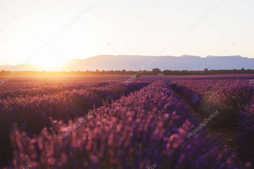 Beautiful frigid fields at sunset. Valensole, Provence, France