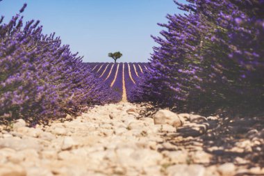 Parlak ışık Valensole güzel kokulu lavanta alanı, Provence, Fransa