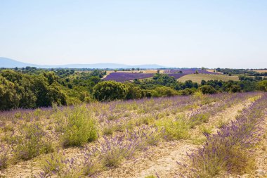 Lavanta Valensole alanlarının güzel görünümü, Provence, Fransa