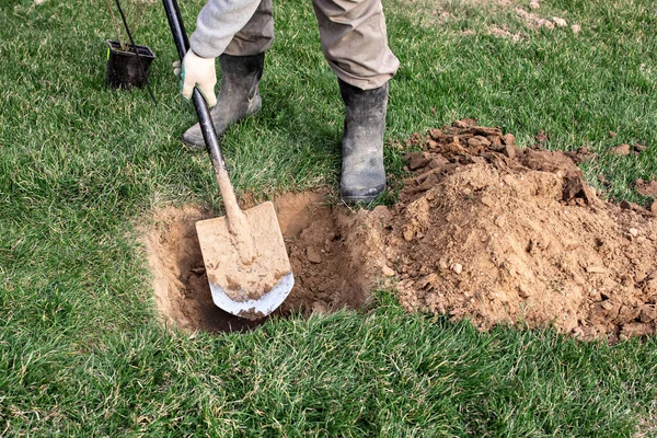 Jardinier Utilise Pelle Pour Planter Jeunes Arbres Fruitiers Avec Des — Photo